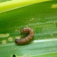 Argentina detecta lagartas e pede aten��o