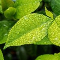 Folhas podem informar sobre gerenciamento da terra