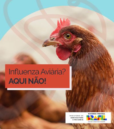 Santa Catarina suspende eventos com aves
