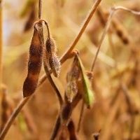 Soja brasileira fecha semana em alta