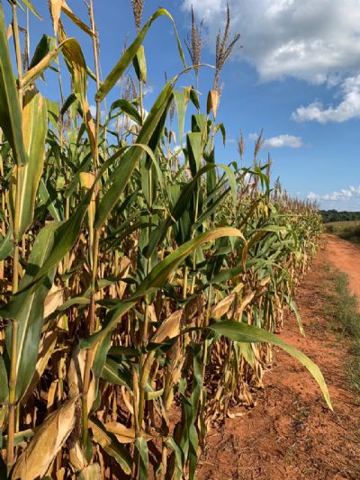 Rally da Safra conclui levantamento e apresenta dados sobre milho