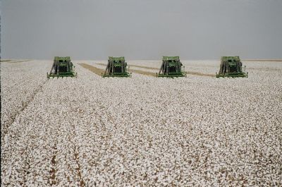 Algod�o fechou janeiro com cota��o de R$ 85,98