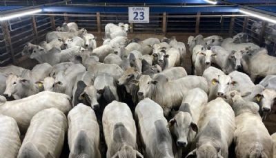 Maior etapa da hist�ria do Circuito Nelore de Qualidade avalia mais de 3.000 animais em Barra do Gar�as (MT)