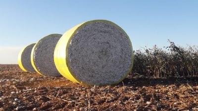 Combinar solu��es pode aumentar qualidade do algod�o