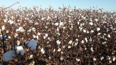 Indicador Imea-MT recuou 4% para algod�o em Mato Grosso