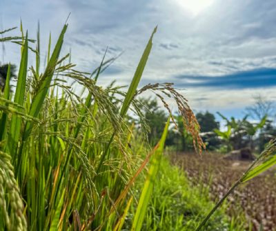 Clima e cr�dito desafiam planejamento da pr�xima safra no campo