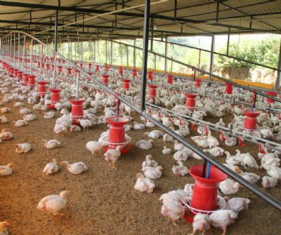 Avicultura recupera poder de compra com queda dos insumos
