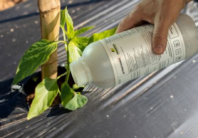 Tecnologia e manejo integrado de pragas tornam piment�o do grupo MNS protagonista entre os �FLV� mais seguros