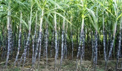 Conab divulga nesta 3� feira estimativa da nova safra de cana e boletim hortigranjeiro