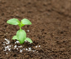 Fertilizantes fecham o ano em queda, veja