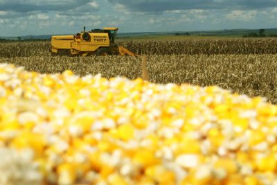 Milho: confira o que pode influenciar o mercado nesta semana