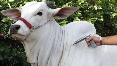 Campanha de vacina��o da febre aftosa se encerra no fim de novembro
