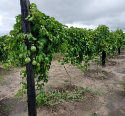 Agricultores ampliam o cultivo de maracuj� em meio � pandemia em Porto Alegre do Norte