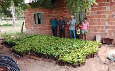 Agricultores familiares da regi�o M�dio Norte recebem 20 mil mudas de caf� clonal