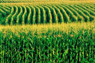 Milho pode ficar at� R$ 6 mais caro neste primeiro trimestre, diz analista