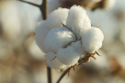 Estimativa de produ��o de algod�o aumenta em MT