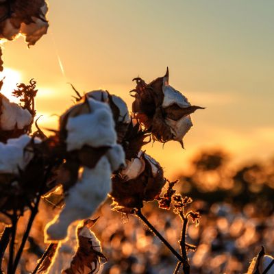 Algod�o: Pre�os da pluma oscilam em novembro