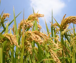 Pre�o do arroz sobe pelo terceiro m�s seguido no RS, mas produtores seguem cautelosos diante de incertezas
