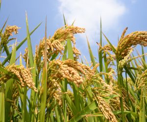 Arroz: Indicador renova recorde da s�rie do Cepea