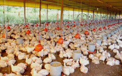 Avicultura deve ter crescimento ajustado � demanda em 2020, diz Safras