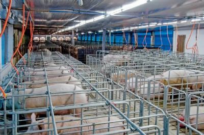 Sucesso da insemina��o em su�nos depende diretamente da qualidade do material gen�tico, explica m�dica veterin�ria