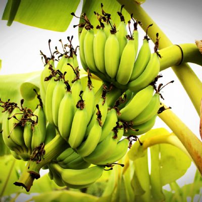 Banana: Dezembro deve ser marcado por redu��o da oferta