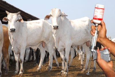 Mais de 130 mil cabe�as devem ser vacinadas no munic�pio de Confresa contra aftosa e brucelose