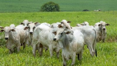 Boi: neg�cios s�o lentos no mercado brasileiro; ritmo de exporta��o cai