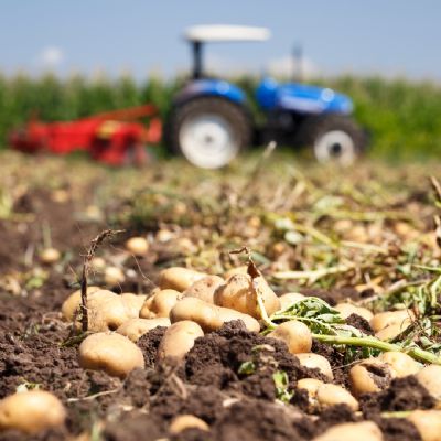 Batata: Baixa oferta eleva cota��es no atacado