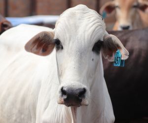 Queda no pre�o do boi gordo e o aumento da polpa c�trica impactaram o pecuarista