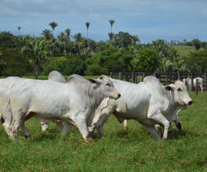 Mercado do boi gordo no Brasil: confira cota��es