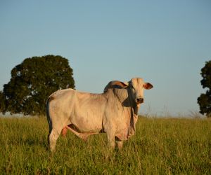 Pre�os da arroba do boi gordo avan�am no Brasil; confira cota��es