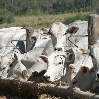 Estabilidade no mercado do boi gordo em S�o Paulo