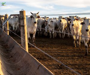 Confinamento de bovinos cresce em 2025 e avan�a em diversas regi�es do pa�s