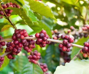 Caf� monitora clima e mercado internacional