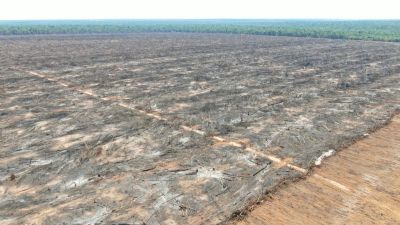 Multa milion�ria � aplicada por desmatamento e fogo em MT