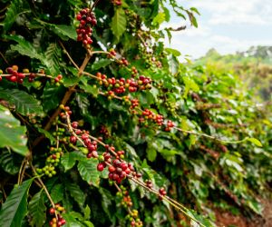 Caf�: Produtores voltam aten��es � colheita