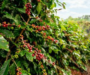 Caf�: Com estoque apertado, 2025 deve ser mais um ano remunerador � cafeicultura