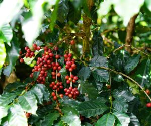 Caf�: Pre�os interrompem sequ�ncia de altas e caem em mar�o