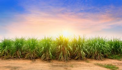 Cigarrinha das ra�zes da cana deve ser controlada j� na �primeira gera��o�, recomenda pesquisador