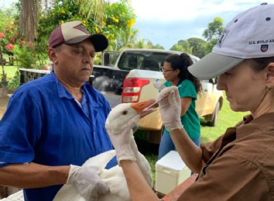 Gripe avi�ria: Mato Grosso declara emerg�ncia zoossanit�ria; Estado n�o tem casos