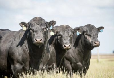 Angus lan�a novos cortes de carne premium de cruzamento com ra�as leiteiras na Expointer