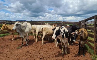 Vila Rica: Pol�cia Civil recupera mais 9 novilhas provenientes de estelionato e prende homem por recepta��o