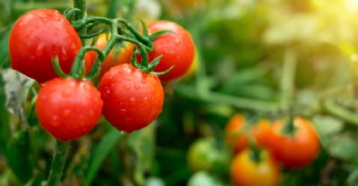 Tomate: Oferta aumenta no atacado com intensifica��o da safra de inverno