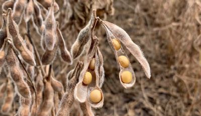 Soja sobe em Chicago nesta 2� atenta a seus fundamentos e acompanhando demais commodities