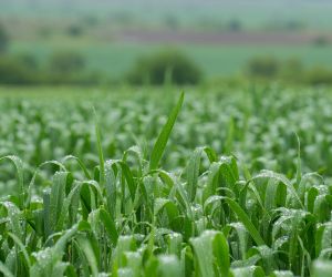 ALERTA para o Centro-Oeste: chuva volumosa, ventos, raios e queda de granizo