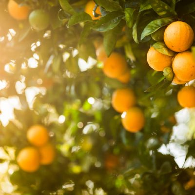 Citros: Pre�os ao produtor encerram abril em queda