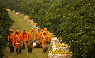Exporta��o de suco de laranja do Brasil cresce 27% no 1� semestre de 19/20, diz CitrusBR
