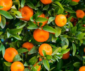 Citros: Oferta restrita e demanda firme mant�m pre�os da laranja em alta