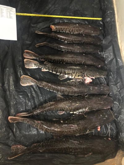 Tr�s homens com aproximadamente 70 quilos de pescado irregular s�o presos pela Pol�cia Civil
